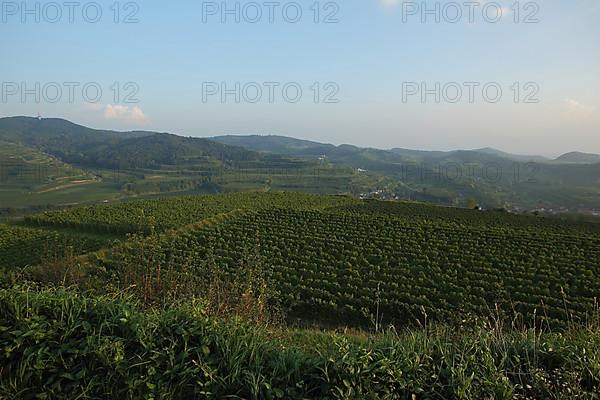 View of vineyards and Totenkopf from the Mondhalde