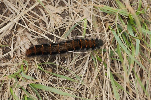 Caterpillar of the fox moth