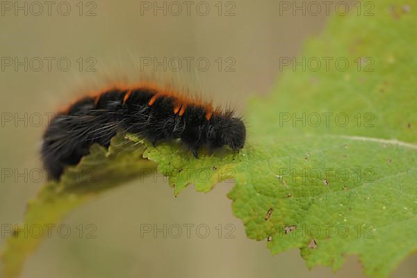 Caterpillar of the fox moth