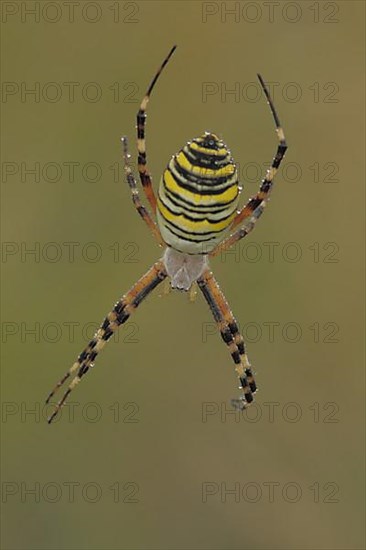 Wasp spider