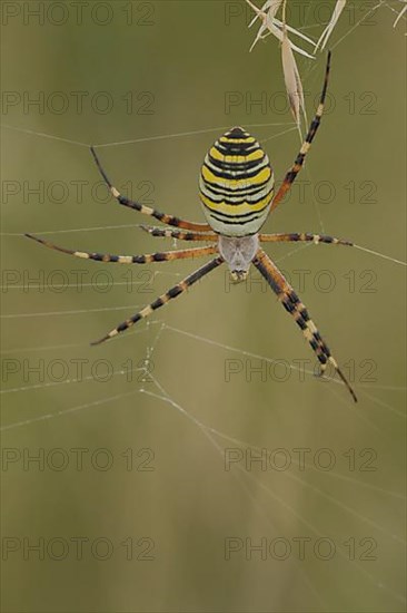 Wasp spider