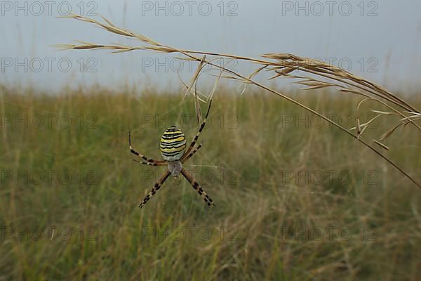 Wasp spider