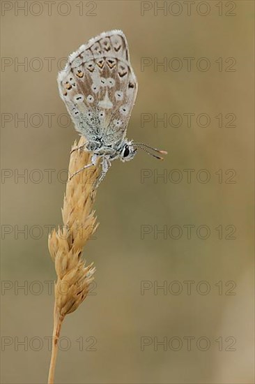 Adonis blue