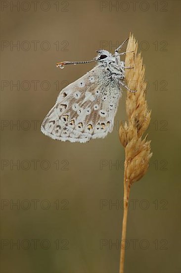 Adonis blue