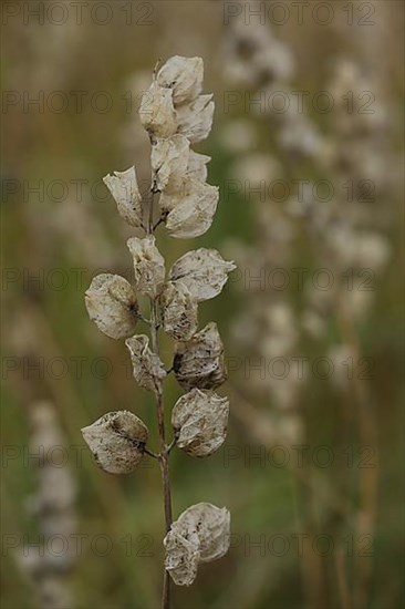 Greater yellow rattle