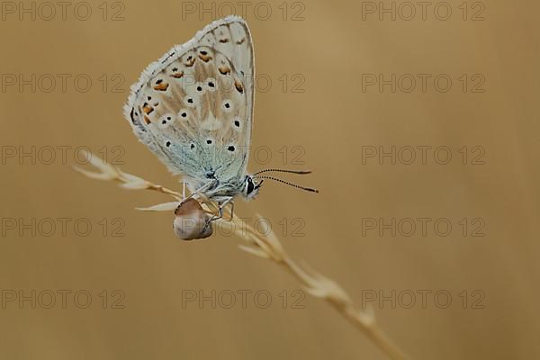 'Snail butterfly' Sky Blue