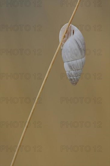 Shell of March snail