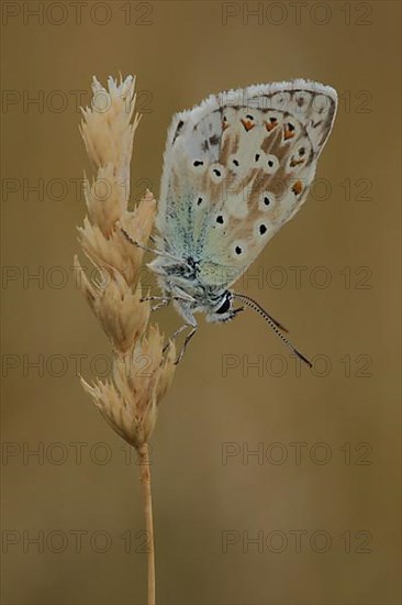 Adonis blue