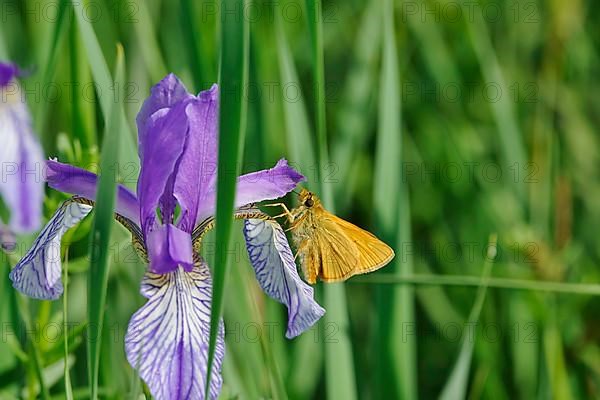 Essex skipper