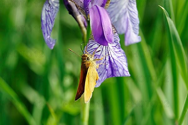 Essex skipper