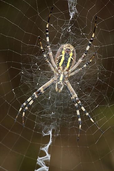 Wasp spider