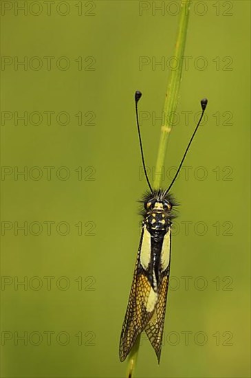 Owly sulphur