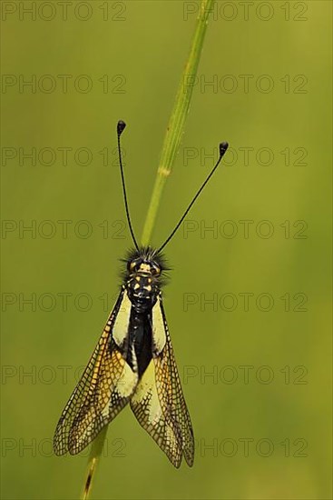 Owly sulphur