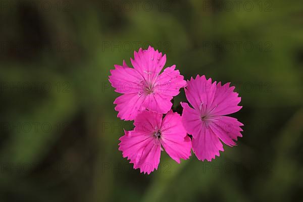 Three flowers of the wood pink