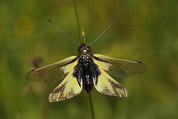 Owly sulphur