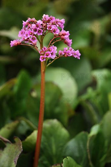 Heartleaf bergenia