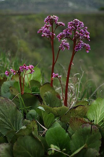 Heartleaf bergenia