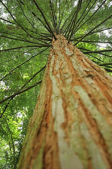 View up to the coast redwood