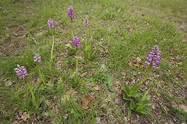 Group of helmet orchids