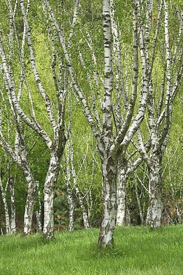 Birch forest with warty birch