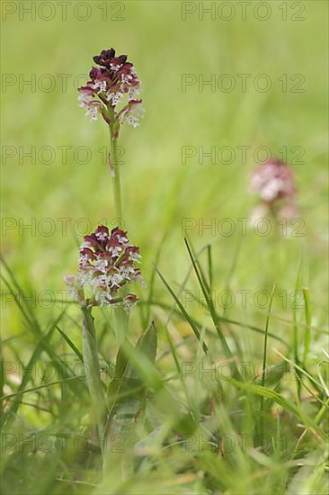 Burnt orchid