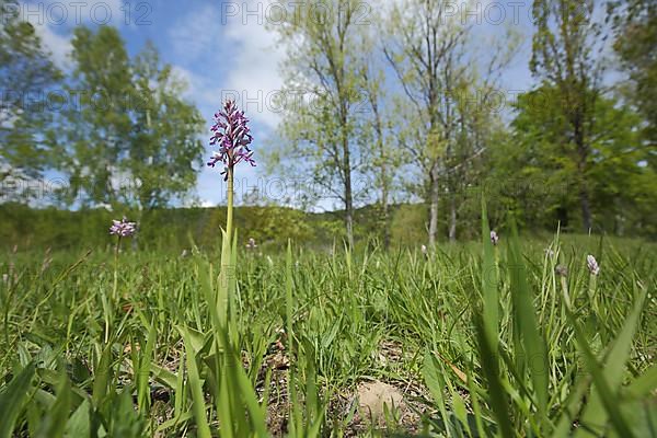 Military orchid