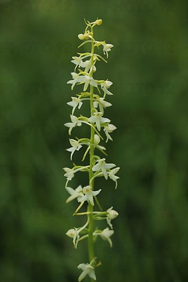 Lesser butterfly-orchid