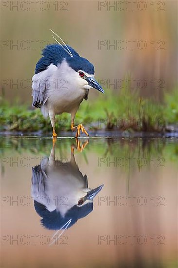 Black crowned night heron