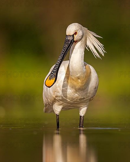 Eurasian spoonbill