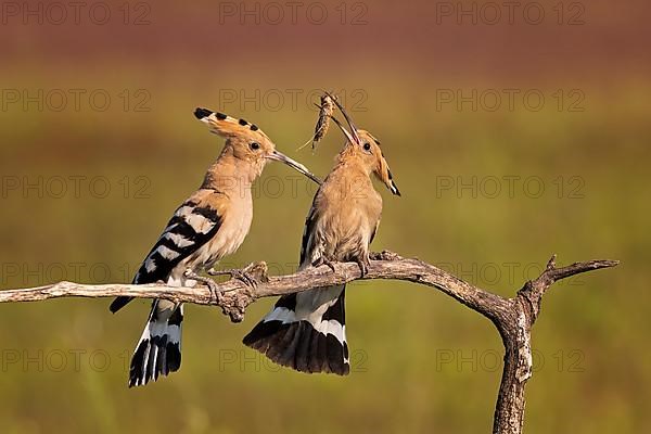 Hoopoe