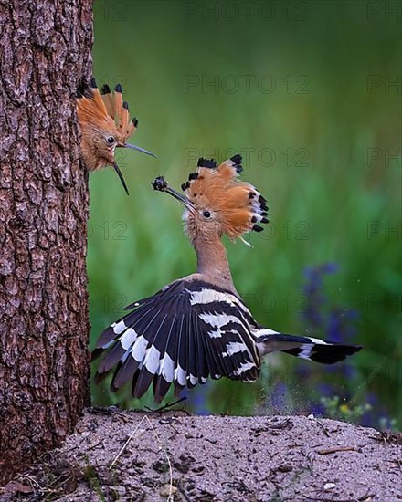 Hoopoe