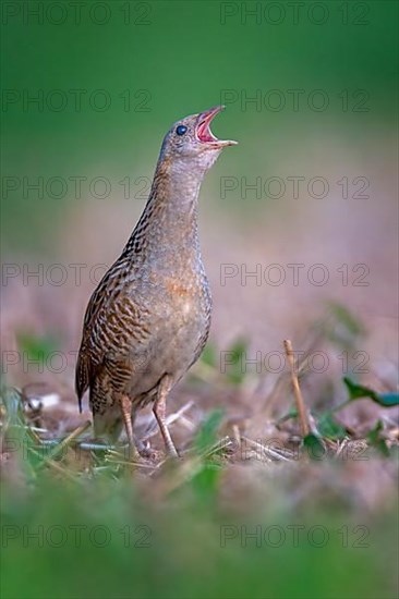 Corn crake