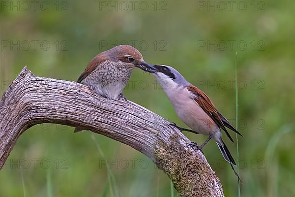 Red-backed Shrike