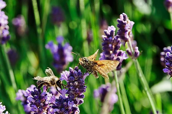 Essex skipper