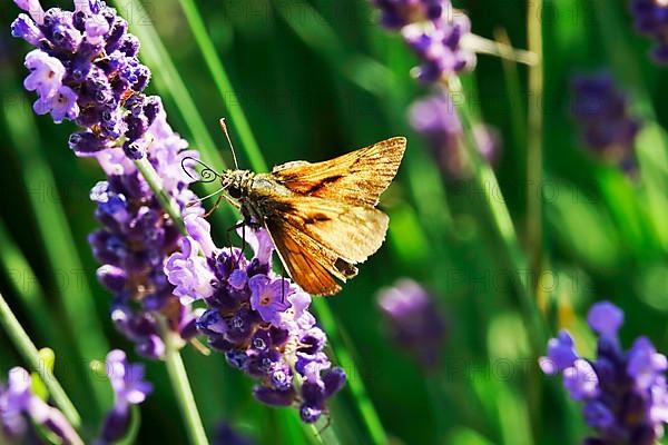 Essex skipper