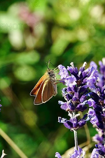 Essex skipper