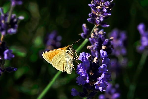 Essex skipper