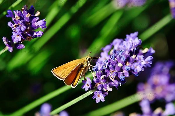 Essex skipper