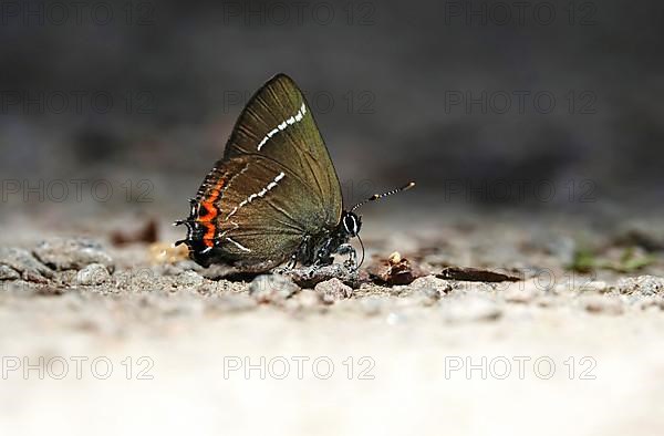 Splendid elm fritillary