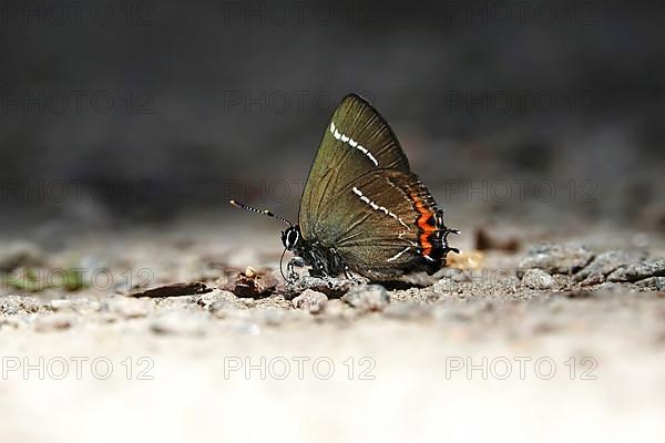 Splendid elm fritillary