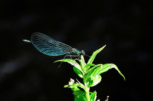 Banded demoiselle