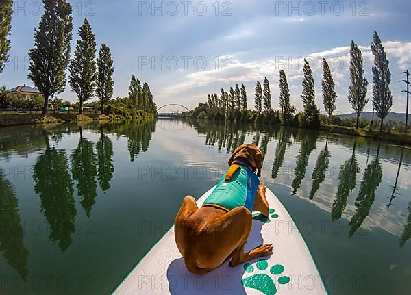 Young Magyar Vizsla on a Stand-Up Paddle Board