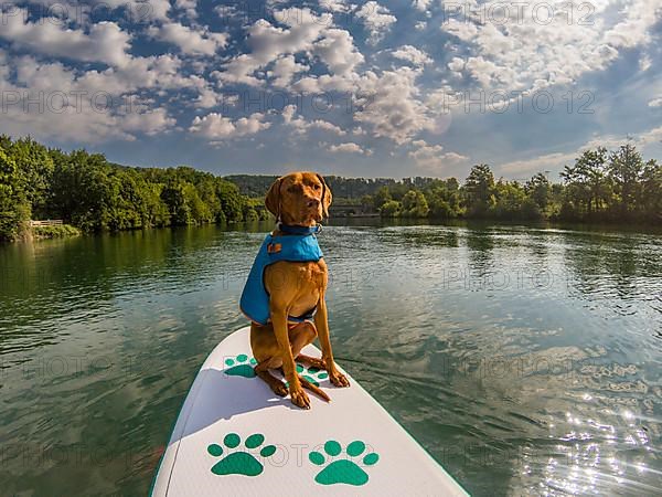 Young Magyar Vizsla on a Stand-Up Paddle Board