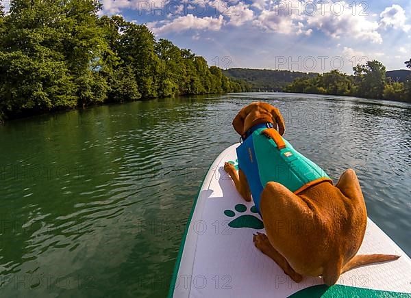 Young Magyar Vizsla on a Stand-Up Paddle Board