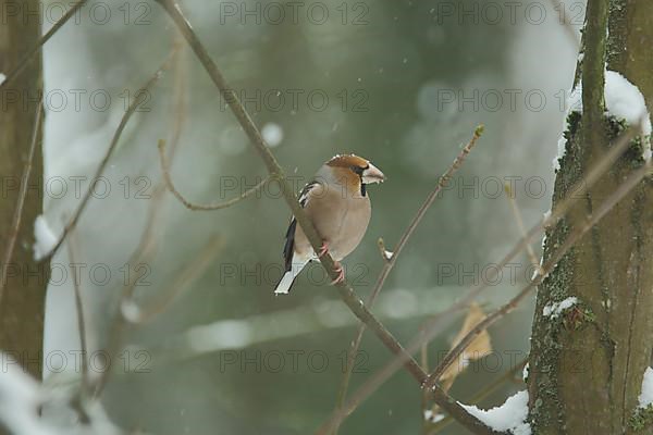 Hawfinch