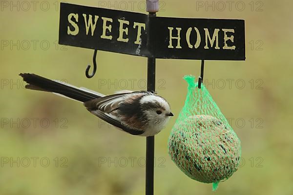 Northern European white-headed bushtit