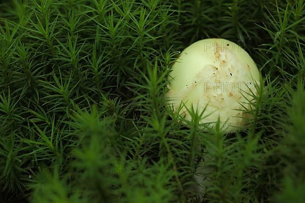 Young false death cap