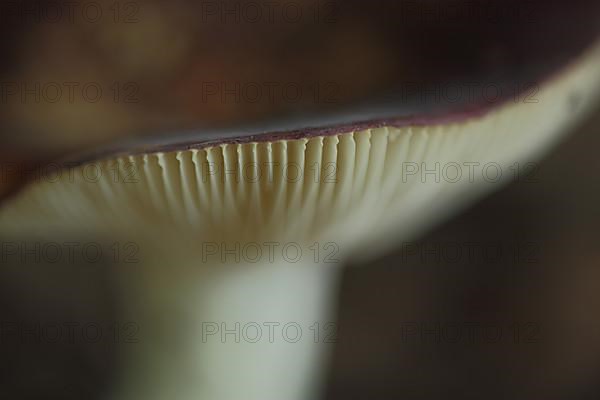 Cap rim with lamellae of the russula in Bad Schoenborn