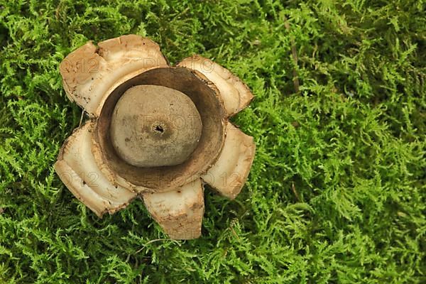 Fringed earthstar