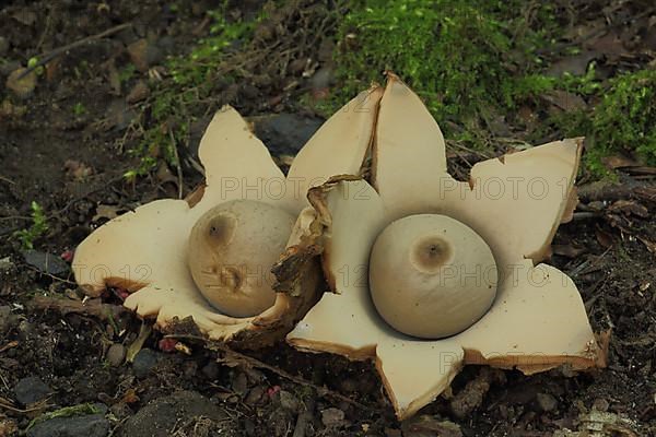 Fringed earthstar